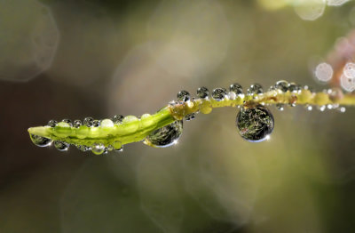 Heavy Dew 