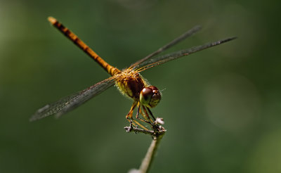 Dragon on a Stick 