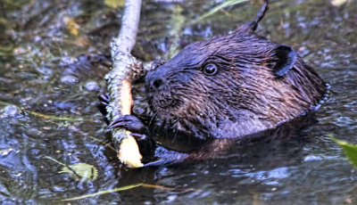 Beaver with a Stick 
