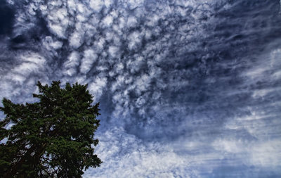 Tree and Clouds 