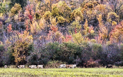 Cows and Colour
