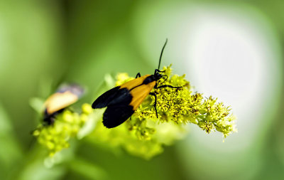 Lycomorpha Pholus 