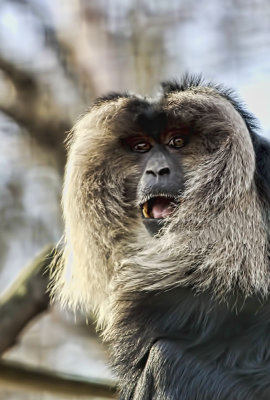 Lion Tailed Macaque 