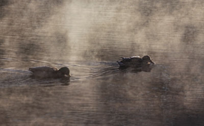Ducks in the Mist 