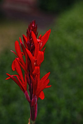 A Very Red Flower 