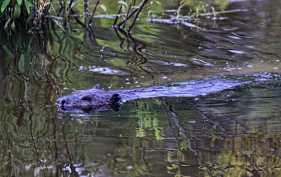 Minden Beaver 