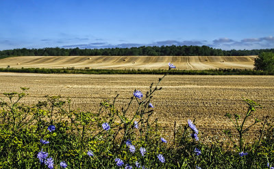 Flowers and Fields 