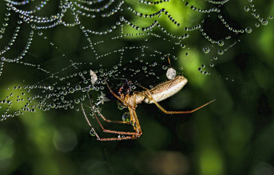 Spider and Dew 