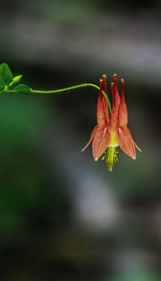 Columbine 