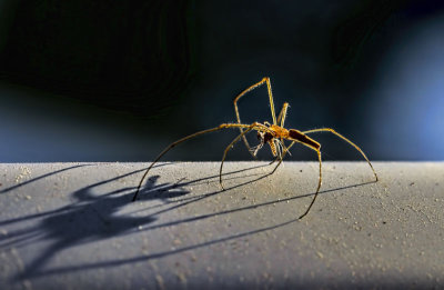 Spider and Shadow 