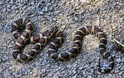 Eastern Milksnake 