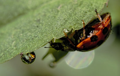 Ladybug 