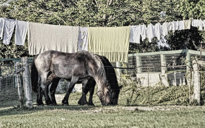 Horses and Laundry 