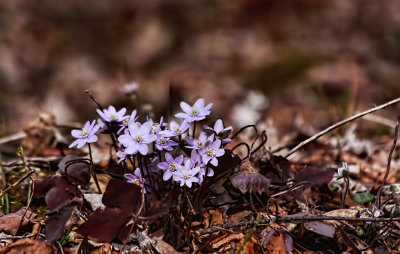 Early Spring Flowers 
