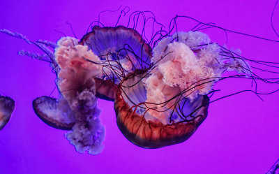 Jellyfish 3 