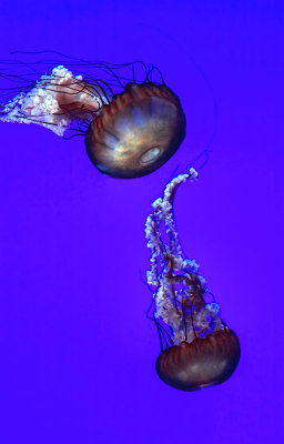 Jellyfish 4 