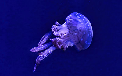 Jellyfish 5 