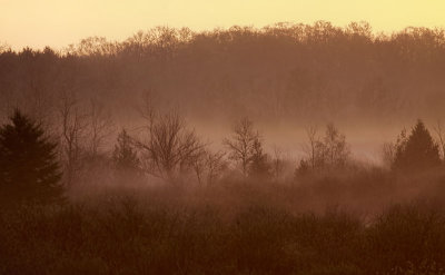 Early Morning Mist 