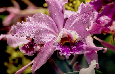 Flower After the Rain 