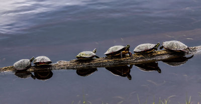 Bumps on a Log 