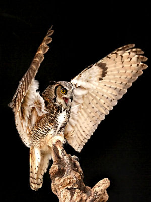 Great Horned Owl 3 