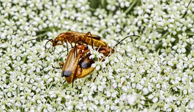 Bonking Beetles 