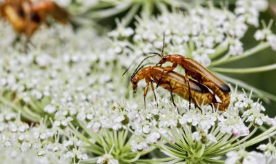 Hogweed Bonking Beatles 