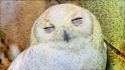 Arty Owl 