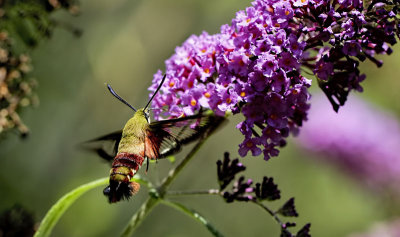 Hummingbird Moth 2 