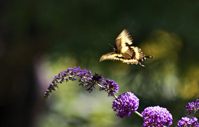 Papilio Cresphontes 