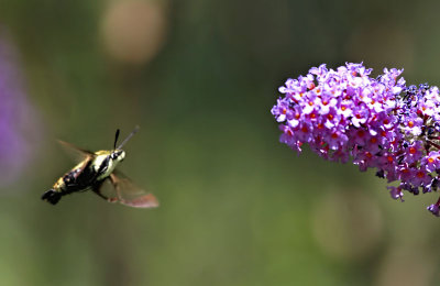 Hummingbird Moth 3 