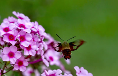 Hummingbird Moth 