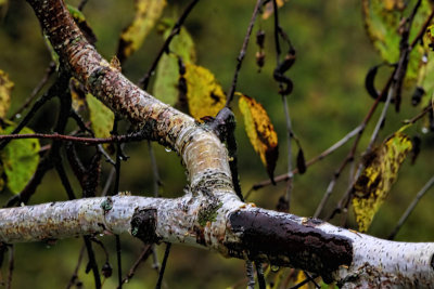 Branch on a Rainy Morning