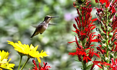 Hummingbird 2 R