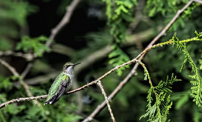 Hummingbird 3 