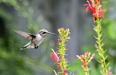 Hummingbird 4 