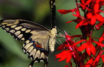 Papilio cresphontes 2 