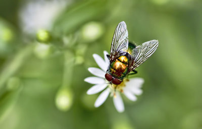 Lucilia sericata 