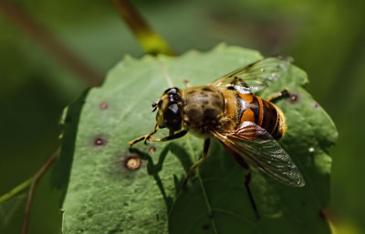 Hoverfly 