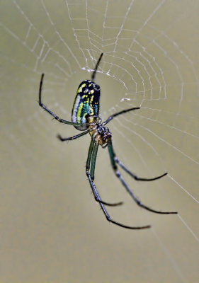 Leucauge venusta 