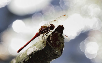 Dragon and Bokeh 