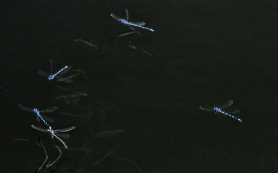 Dragonflies 