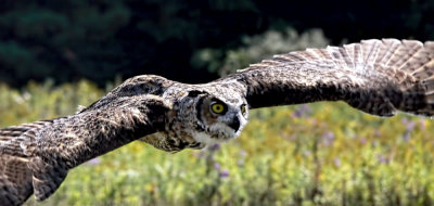 Great Horned Owl 5