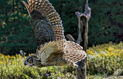 Great Horned Owl 6