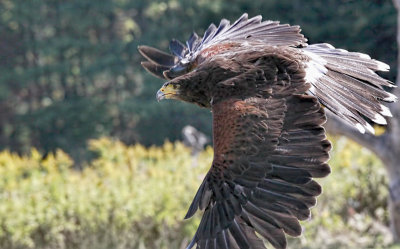 Harris Hawk 2