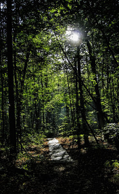 Path Through the Woods