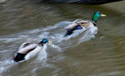 Duck Chase 