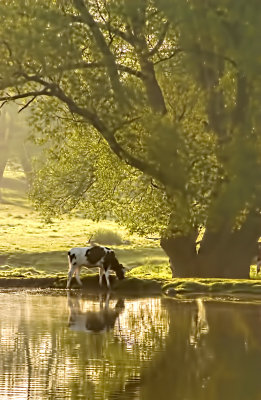 Tranquil