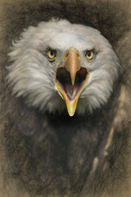 Eagle Sketch 