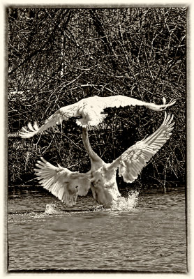 Swan Fight 
